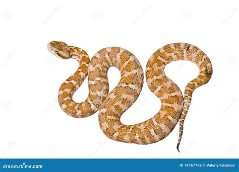 Venomous snake 2 stock photo. Image of outdoors, animal - 14767798