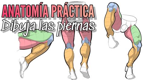 Anatomía dibujada aprende a dibujar las piernas masculinas curso de