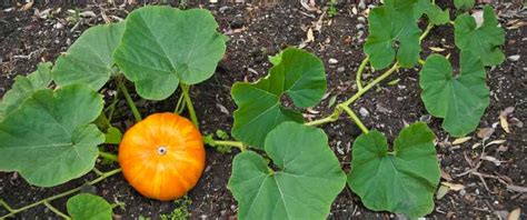 Como Y Cuando Plantar Calabazas En El Huerto Consejos Y Trucos La