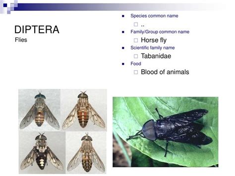 PPT - DIPTERA PowerPoint Presentation - ID:335455