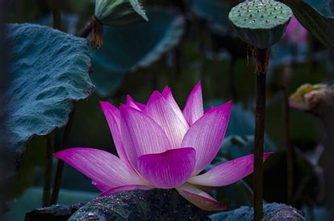 Lotus Fleur De Photo Gratuite Sur Pixabay Pixabay