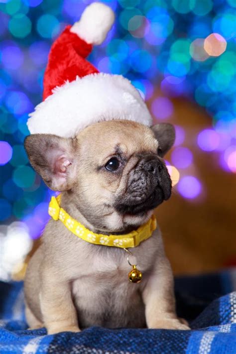 Dog Breed French Bulldog Stock Image Image Of Playful 259710607