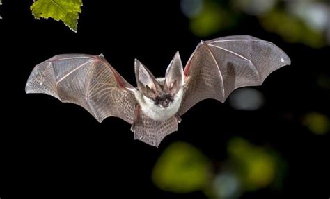 Chauve Souris La Vraie Signification Spirituelle Ses 9 Interprétations