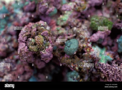 Close up of coral reef Diego Garcia Islands in the Indian ocean Stock ...