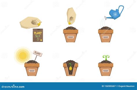 Seedling Illustration Soil Cartoondealer