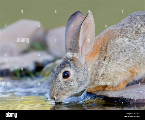 Rabbit (Oryctolagus cuniculus) drinking water from a pond Stock Photo: 22699498 - Alamy