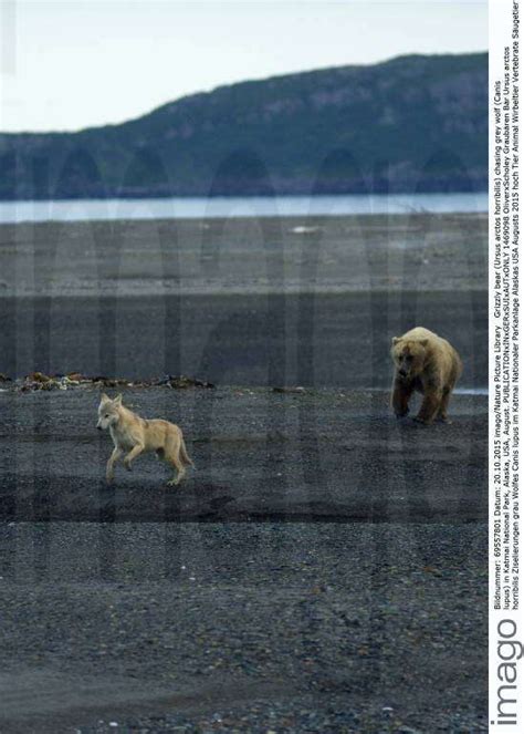 Grizzly Bear Ursus Arctos Horribilis Chasing Grey Wolf Canis Lupus