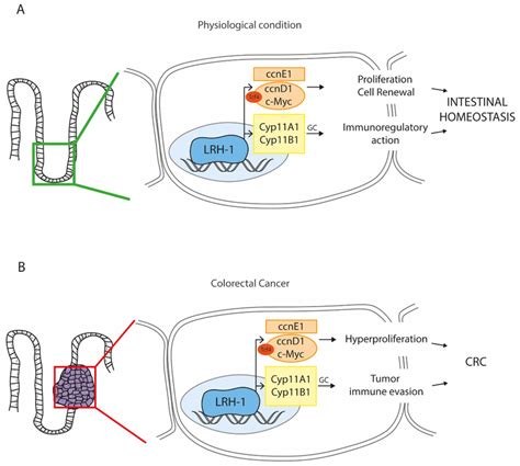 The Multifaceted Role Of The Liver Receptor Homolog 1 LRH 1 In The