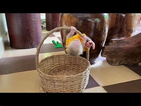 Chichi Like Real Spider Cling Climb On Basket Amusingly Youtube