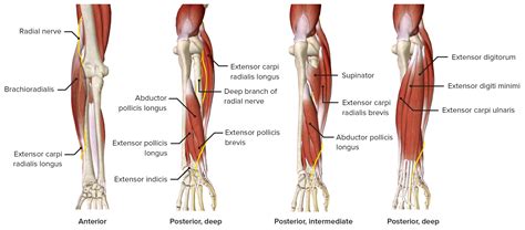 Forearm Anatomy Concise Medical Knowledge