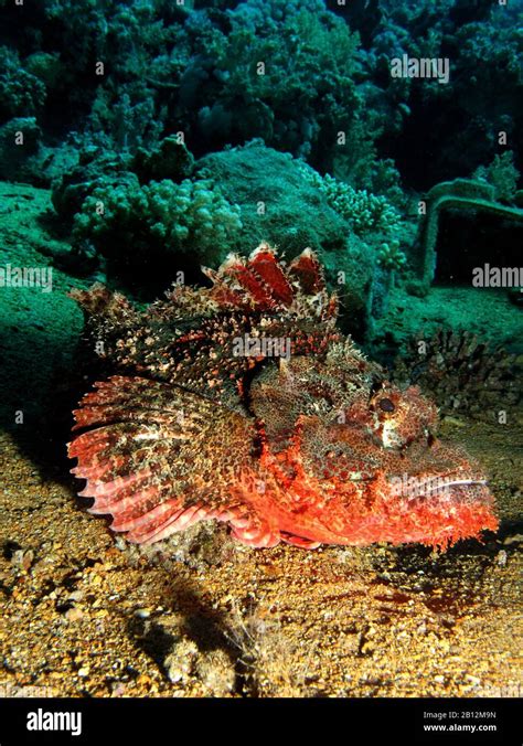 Scorpionfish Egypt Hi Res Stock Photography And Images Alamy