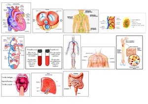 Apostila Anatomia E Fisiologia Humana T Cnico Em Enfermagem