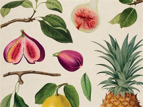 Vintage Fruit Posters Set Of 3 Printable Gallery Wall Art Etsy