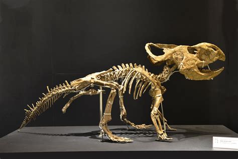 Protoceratops Griffin