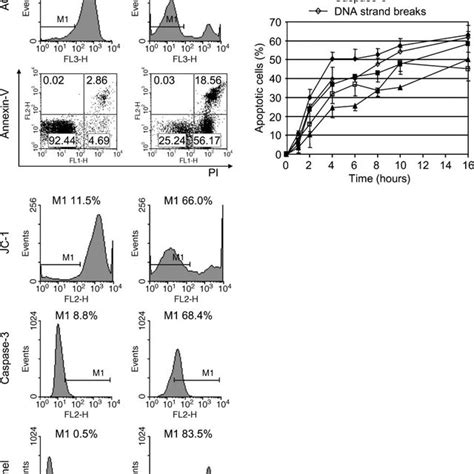 Active Cathepsin B Leaked From Destabilized Lysosomes In Gc B Cells