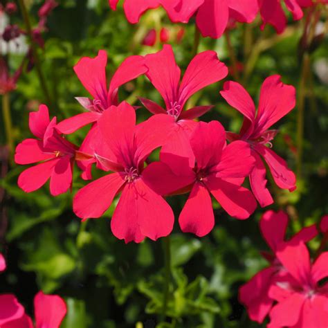 Pelargonia Bluszczolistna Speedy F Mieszanka Nasion W Legutko