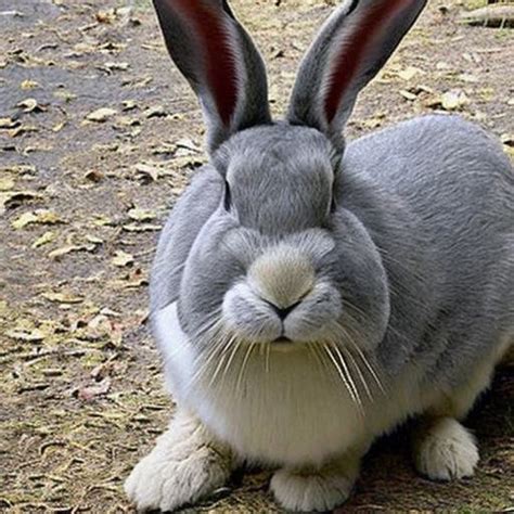 The Basics Of Flemish Giant Rabbit Breeding A Beginners Guide
