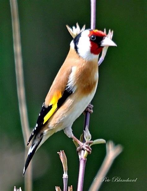 A Small Bird Perched On Top Of A Tree Branch