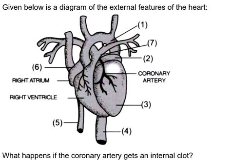 How Do You Observe Internal And External Features Of Mammalian Hea