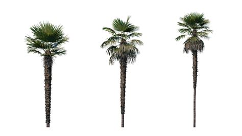 Premium PSD Set Of Palm Trees Isolated On A Transparent Background