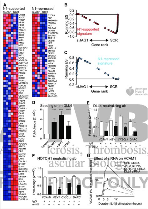 JAG (jagged) 1 maintains the expression of genes supported by NOTCH1 in ...
