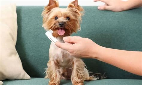 Yorkie Dental Care Tips For A Bright Smile And Happy Pup
