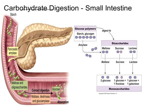 Carbohydrate Digestion Begins In The Mouth With Salivary Amylase But