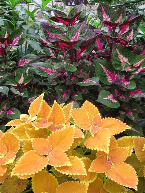 Gambar : pohon, cabang, menanam, daun, bunga, menghasilkan, warna ...