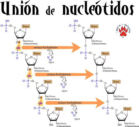 Tema 01 02 04 Ácidos nucleicos Biomoléculas orgánicas