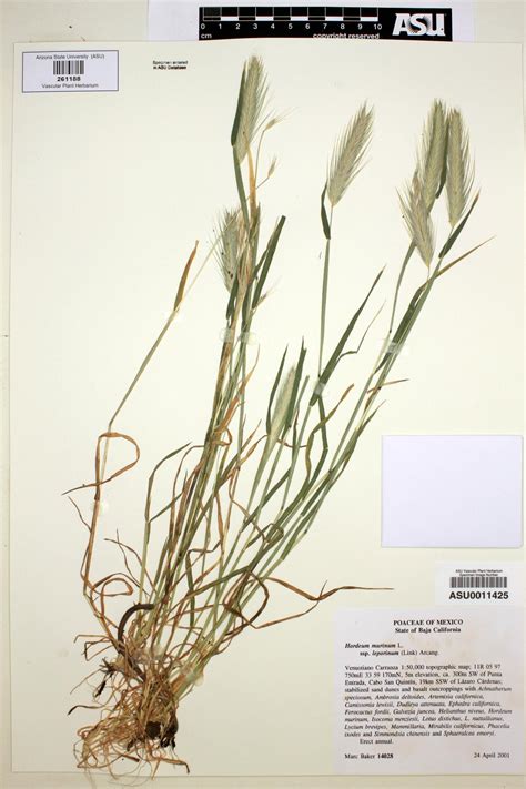 Hordeum Murinum