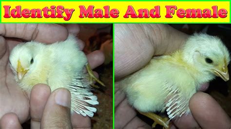 How To Identify Male And Female Chicks Vidoe