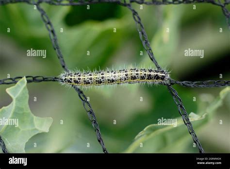 Pieris Brassicae Larva Voraz Larva De Mariposa Blanca Grande En La Red