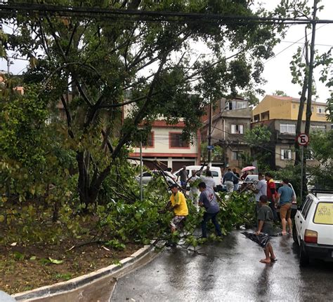 Quais Bairros Registram Mais Quedas De árvores Em São Paulo