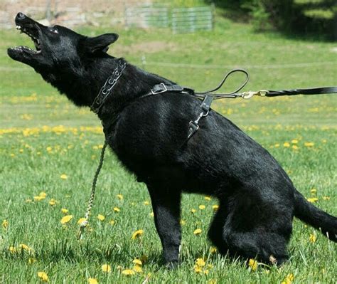 Black German Shepherd Puppies, Black German Shepherd Puppies for Sale