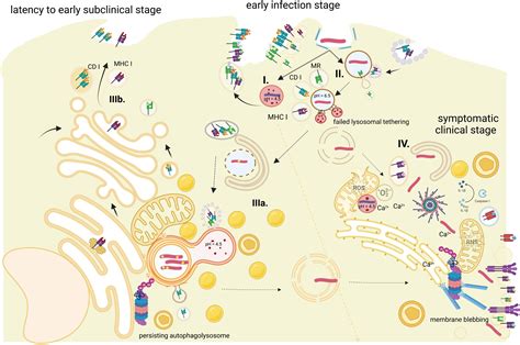 Frontiers Role Of MHC Class I Pathways In Mycobacterium Tuberculosis