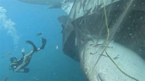 Leroico Salvataggio Di Cinque Squali Balena Intrappolati Nelle Reti Da