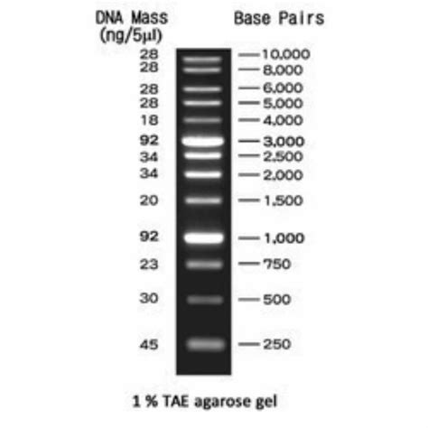 Himedia 1Kb Bp DNA Ladder 500ul For Hopital Pathlab Clinic At