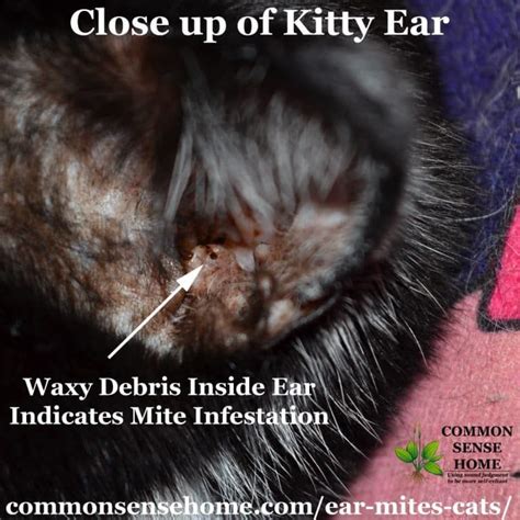 Ear Mite And Flea Treatment For Cats