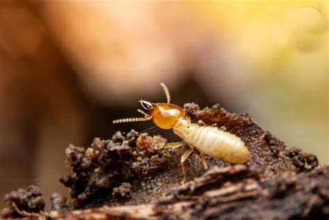 7 Simple Ways To Get Rid Of Termites In Your Home Home Owners Guide To Diy Home Improvement