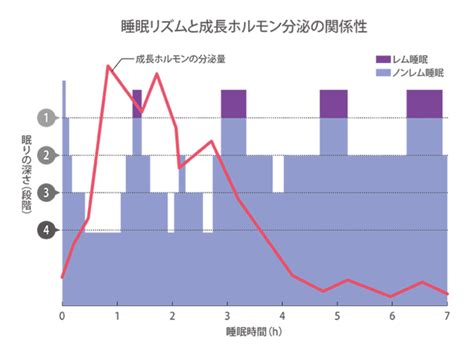 睡眠と成長ホルモンの関係性は？ゴールデンタイムに睡眠を取ることの効果や睡眠不足が与える影響について解説 まなびち