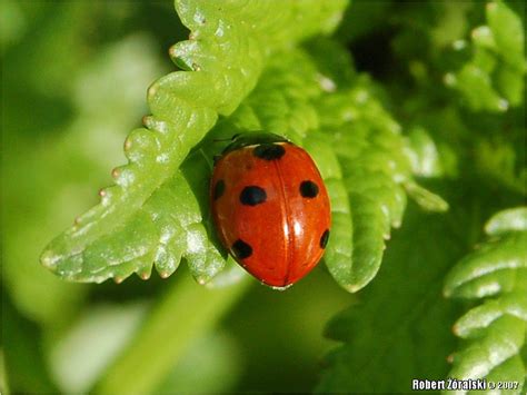 Coccinellidae coccinella - hellhety