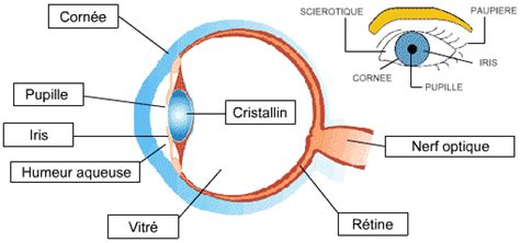 Loeil De Quoi Est Il Fait Comment Marche T Il Centre