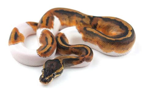 Piebald Ball Python For Sale - Pet City Houston