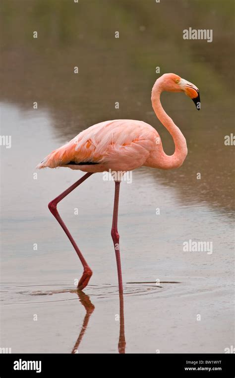 Îles Galapagos En Équateur Flamant Rose Phoenicopterus Ruber