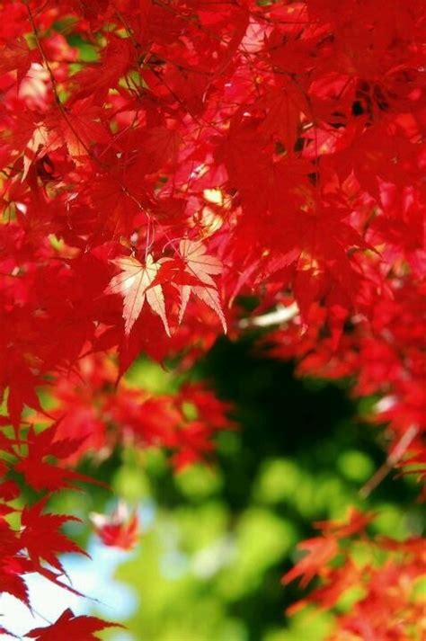 Red Leaves Are Hanging From The Branches Of A Tree