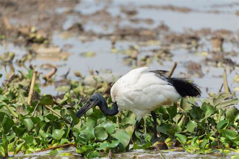 African Sacred Ibis Images Browse 1959 Stock Photos Vectors And