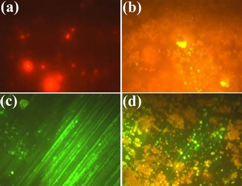 Fluorescent Phase Contrast Microscopic Images A Orange Fluorescence And