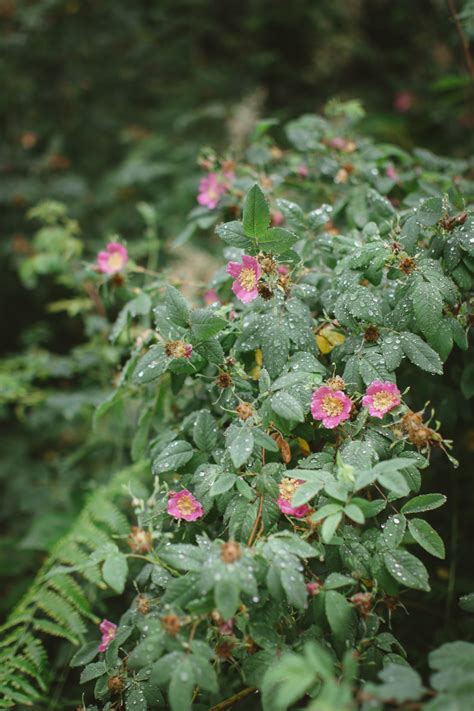 Raindrops On Roses