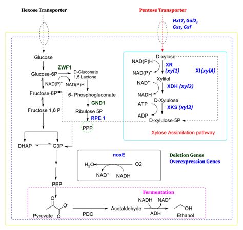 Metabolic Pathway Engineering For Xylose Assimilation In Saccharomyces Download Scientific