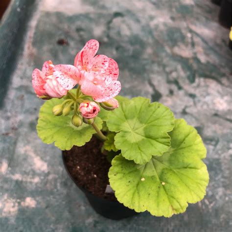 Pelargonium Hortorum Golden Anniversary A Z Pelargonien Gaertnerei